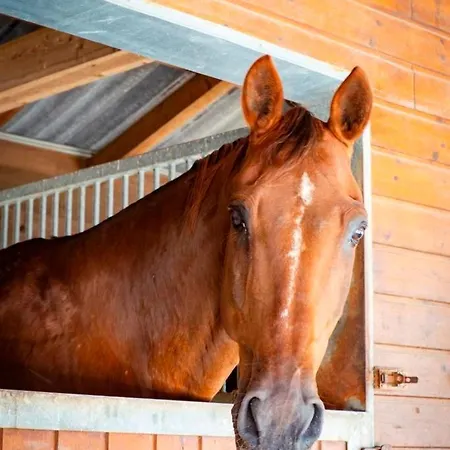 Daire Ap-ranch Ferienzimmer Auszeit