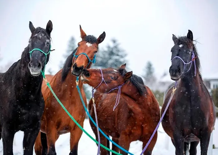Ap-ranch Ferienzimmer Auszeit شقة