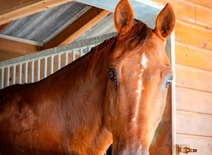 شقة Ap-ranch Ferienzimmer Auszeit